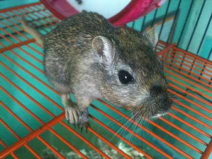 หนูสีน้ำตาล, gerbil, กรง, สีเทา, สัตว์หนึ่งตัว, ธีมสัตว์, ใกล้ชิด, วัน, ในบ้าน, ที่ใช้ฟันแทะ, สัตว์, เลี้ยงลูกด้วยนม, สัตว์ป่า, สัตว์เลี้ยง, ไม่มีคน, ภาพเหมือน, ในประเทศ, มุ่งเน้นไปที่เบื้องหน้า, มีกระดูกสันหลัง, หนู, มองที่กล้อง, ส่วนของร่างกายสัตว์, น่ารัก, หัวสัตว์, มัสสุ, ตาสัตว์, 1080P, CC0, โดเมนสาธารณะ, ค่าลิขสิทธิ์ฟรี