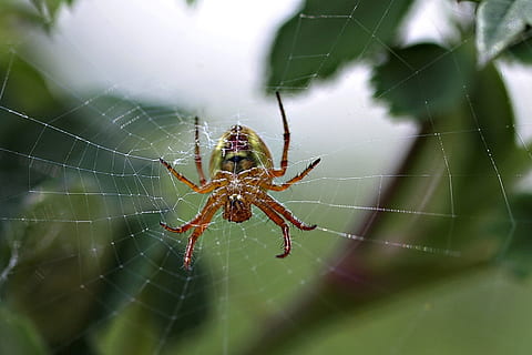 pavoučí síť, Příroda, pavouk, web, insekt, zvíře, makro, detail, jednoho zvířete, zvířat, zvířata ve volné přírodě, bezobratlý, pavoukovec, hmyz, členovců, křehkost, část těla zvířete, zranitelnost, zvířecí noha, nikdo, zaměřit se na popředí, přežití, venku, složitost, jedovatý, 720P, CC0, veřejná doména, bez autorských práv