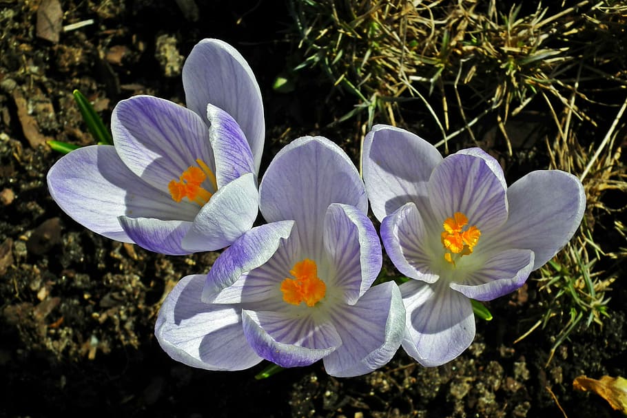 flor, krokus, primavera, primer pla, naturalesa, planta, jardí, planta amb flors, frescor, fragilitat, pètal, vulnerabilitat, bellesa a la natura, creixement, inflorescència, porpra, cap de flor, safrà, pol·len, iris, dia, cap gent, a l'aire lliure, 2K