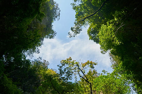 arbre amb fulles verdes, fons, textura, naturalesa, arbre, verd, cel, blau, núvols, cova, salvatge, a l'aire lliure, cap gent, tropical, horitzontal, estiu, primavera, planta, creixement, color verd, bellesa a la natura, bosc, vista d’angle baix, tranquil·litat, dia, terra, escenics - natura, escena tranquil·la, núvol - cel, idíl·lic, branca, llum solar, copa de l'arbre, directament a sota, 8K, CC0, domini públic, lliure de regalies