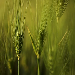 cereal, trigo, un pan, ciruela pasa, planta, crecimiento, cultivo, agricultura, planta de cereal, color verde, de cerca, belleza en la naturaleza, naturaleza, escena rural, granja, tierra, campo, espiga de trigo, nadie, paisaje, cebada, frescura, centrarse en primer plano, al aire libre, 2K, CC0, dominio público, libre de derechos