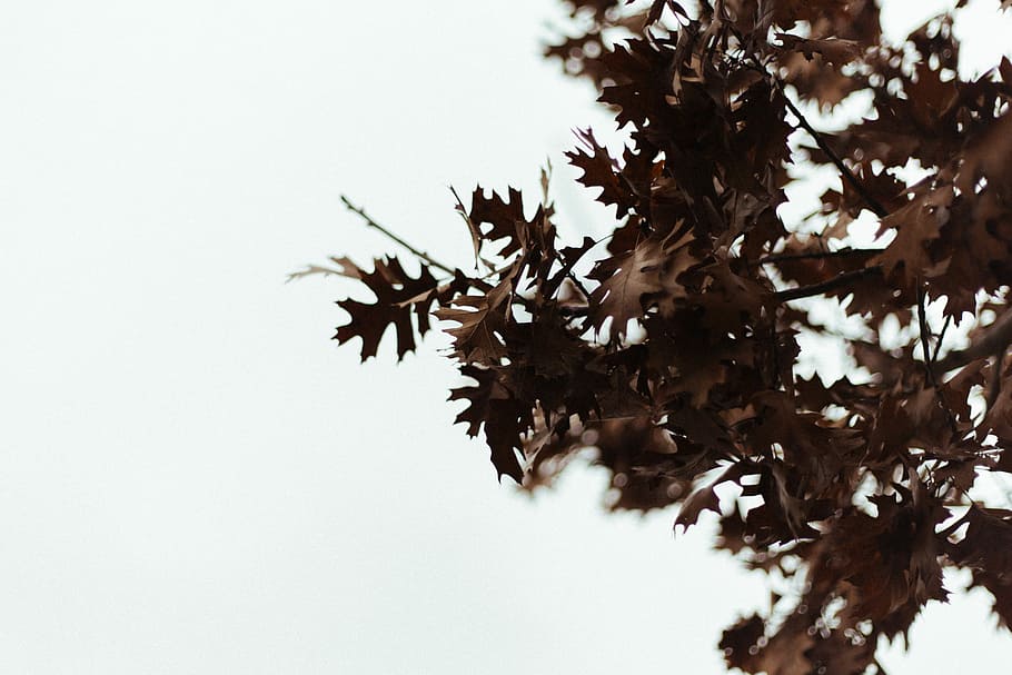 fotografi jarak dekat, hijau, berdaun, pohon, fotografi sudut rendah, Daun-daun, daun, alam, menanam, ek, jatuh, musim gugur, cabang, langit, musim, nada lembut, daun coklat, tidak ada orang, keindahan di alam, tampilan sudut rendah, hari, pertumbuhan, bagian tanaman, merapatkan, di luar rumah, fokus pada latar depan, kerapuhan, langit cerah, ketenangan, kesegaran, 1080P