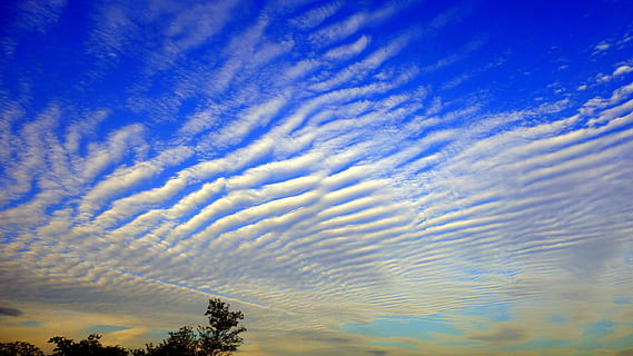sky, cloud, blue, sunset, evening, blue sky, landscape, cirrocumulus, sun, natural, spot, sunny, in the early summer, cloud - sky, beauty in nature, low angle view, nature, no people, tree, tranquility, plant, scenics - nature, tranquil scene, outdoors, day, silhouette, dramatic sky, idyllic, growth, cloudscape, treetop, meteorology, 5K, CC0, public domain, royalty free