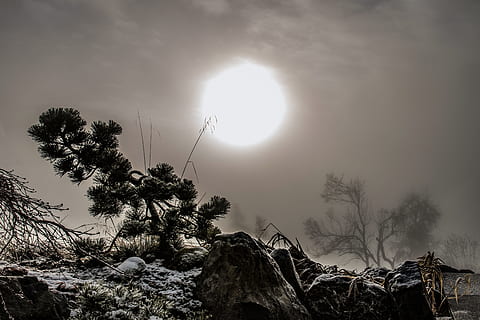 sol, posta de sol, sol tombat, arbres, contrast, naturalesa, arbre, cel, planta, bellesa a la natura, tranquil·litat, escenics - natura, escena tranquil·la, llum solar, vista d’angle baix, cap gent, escena no urbana, creixement, dia, temperatura de fred, a l'aire lliure, raig de sol, idíl·lic, brillant, 5K, CC0, domini públic, lliure de regalies