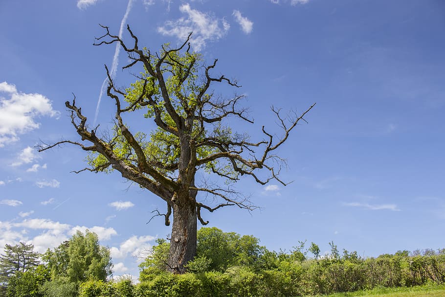 roure, vell, estètic, arbre, arbre vell, roure vell, arbre caducifoli, nodrit, cel, naturalesa, dia, planta, color verd, núvol - cel, creixement, bellesa a la natura, cap gent, vista d’angle baix, blau, tranquil·litat, a l'aire lliure, llum solar, medi ambient, branca, escena no urbana, escenics - natura, terra, 5K