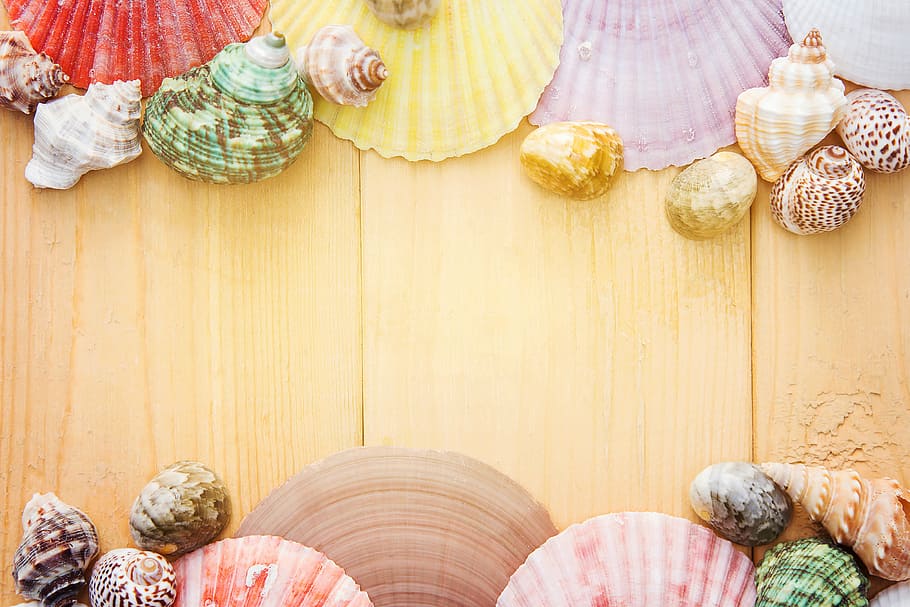 diverses petxines marines, colorit, shell, calma, decoració, disseny, a l'interior, infància, gent, dia, primer pla, estils de vida, habitació domèstica, interior de casa, còpia espai, relaxació, dones, material de fusta, mobles, unió, taula, elecció, sala d'estar, vista d’angle alt, elegància, la vida domèstica, adult gran, luxe, 2K