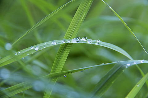 dryppe, dugg, dewdrop, gress, vanndråpe, grønn, gresstrå, miste, anlegg, våt, vann, grønn farge, nærbilde, vekst, natur, dag, ingen folk, skjønnhet i naturen, fokusere på forgrunnen, friskhet, utendørs, regn, selektiv fokusering, renhet, regndråpe, 2K, CC0, offentlig domene, opphavsrett gratis