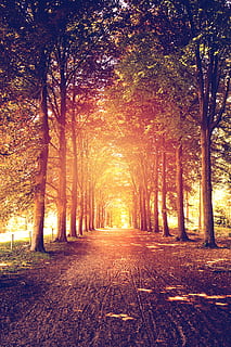 bosque, arboles, camino, luz del sol, camino forestal, Haz de luz, parques, árbol, otoño, naturaleza, el camino a seguir, belleza en la naturaleza, scenics, planta, dirección, tranquilidad, crecimiento, escena tranquila, tierra, nadie, el maletero, tronco de arbol, perspectiva decreciente, paisajes - naturaleza, treelined, al aire libre, parque, cambio, 2K, CC0, dominio público, libre de derechos