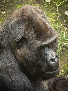 Gorilla, Primaten, Affe, Kreatur, Tier, Urwald, traurig, einsam, Tierwelt, Säugetier, Tiere in freier Wildbahn, Primas, ein Tier, keine Leute, Nahansicht, Tag, Wirbeltier, Porträt, suchen, Wegschauen, Natur, Zoo, 2K, CC0, gemeinfrei, lizenzfrei