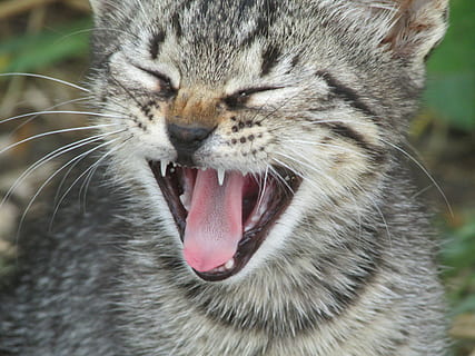 Katze, Kätzchen, Sprache, Tier, Natur, Säugetier, Tierthemen, ein Tier, katzenartig, Nahansicht, Mund, Whisker, Mund offen, keine Leute, Haustiere, Wirbeltier, Tierkörperteil, inländisch, Fokus auf den Vordergrund, Gähnen, Hauskatze, Tag, Tierkopf, Tierzähne, Tiermund, Tierzunge, Aggression, 2K, CC0, gemeinfrei, lizenzfrei