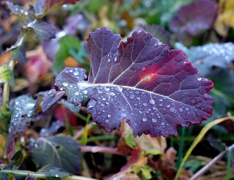Kohl, full, gota de pluja, hortalisses d'hivern, agricultura, part de la planta, planta, primer pla, tirar, aigua, bellesa a la natura, humit, creixement, naturalesa, cap gent, centrar-se en primer pla, dia, vulnerabilitat, fragilitat, a l'aire lliure, vena de la fulla, tardor, rosada, gel, canvi, fulles, pluja, puresa, porpra, 4K
