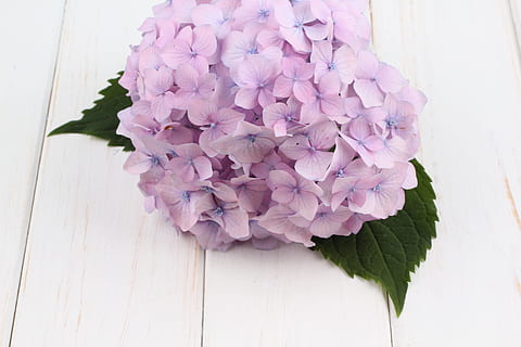 ungu, bunga petaled, krem, lantai, bunga, hydrangea, putih, musim semi, alam, buket, anggun, musim panas, makro, tidak ada orang, dalam ruangan, warna merah jambu, kesegaran, tanaman berbunga, menanam, kerentanan, kerapuhan, keindahan di alam, daun bunga, merapatkan, kepala bunga, hal berkembang, daun, bagian tanaman, bahan kayu, pertumbuhan, meja, merangkai bunga, seikat bunga, 5K, CC0, domain publik, bebas royalti