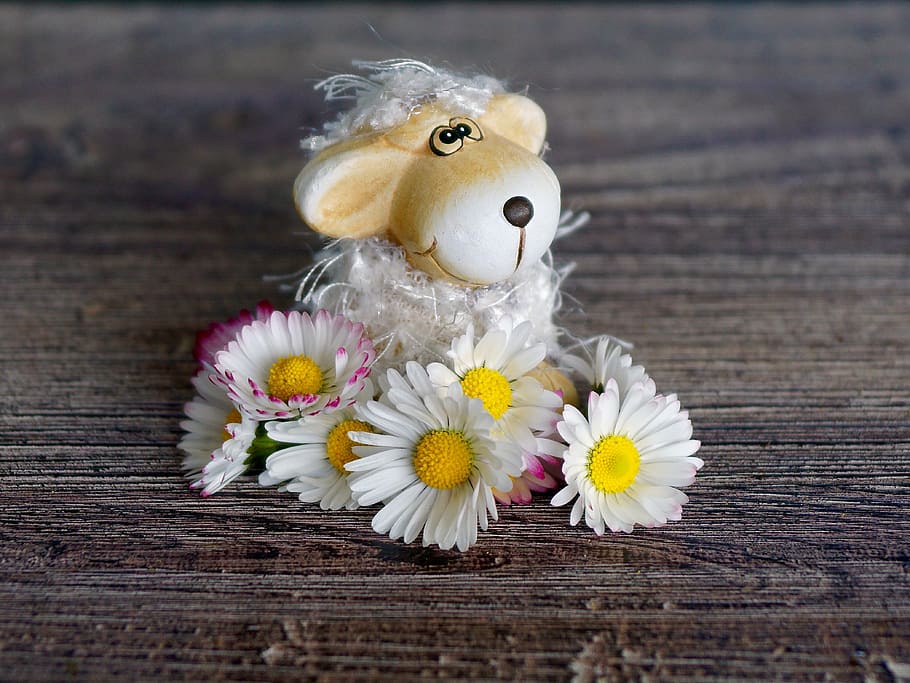 front, ceràmica, animal, superior, marró, fusta, superfície, decoració, margarida, primavera, emoció, sentiments, sort, amor, romàntic, romanç, decoratiu, flors, tancar, blanc, gràcies, targeta de felicitació, rosa, ovelles decoratives, ovelles, xai, bonic, dolç, agraït, gràcies targeta, alegre, divertit, emocions, joia, serè, humor, feliç, optimisme, plaer, passió per la vida, delícia, brillant, dia de la mare, moltes gràcies, t'estimo, aniversari, targeta d'aniversari, per molts anys, representació animal, flor, primer pla, Pasqua, joguina, tir de l'estudi, cap gent, a l'interior, enfocament selectiu, fragilitat, planta amb flors, material de fusta, taula, representació, natura morta, frescor, planta, joguina de peluix, groc, creativitat, vulnerabilitat, cap de flor, suavitat, 4K