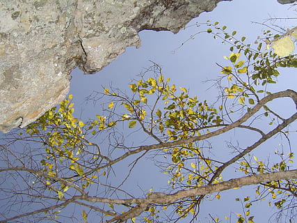 branques, arbre, sol, silueta, tarda, paisatge, são joão del rei, naturalesa, branca, a l'aire lliure, blau, planta, cel, vista d’angle baix, dia, cap gent, creixement, bellesa a la natura, cel clar, llum solar, tranquil·litat, full, estructura construïda, tardor, part de la planta, arquitectura, muntanya, directament a sota, 1080P, CC0, domini públic, lliure de regalies