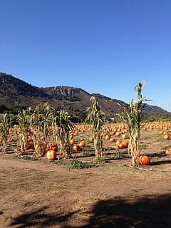 græskar, græskar patch, efterår, majs, gård, bakker, landdistrikterne, blå himmel, halloween, himmel, bjerg, landskab, plante, skyfri himmel, natur, miljø, kopiere plads, scenics - natur, skønhed i naturen, jord, sollys, ingen mennesker, træ, rolig scene, blå, dag, ro, ikke-urbane scene, vækst, bjergkæde, udendørs, klima, 2K, CC0, offentligt domæne, royaltyfrie