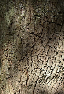 tre, bark, natur, struktur, eik, strukturert, bakgrunn, sprakk, ingen folk, full ramme, ujevn, nærbilde, dag, mønster, trestamme, tørke, stamme, anlegg, forvitret, miljø, naturlig mønster, land, klima, utendørs, tørt klima, søle, teksturert effekt, 4K, CC0, offentlig domene, opphavsrett gratis