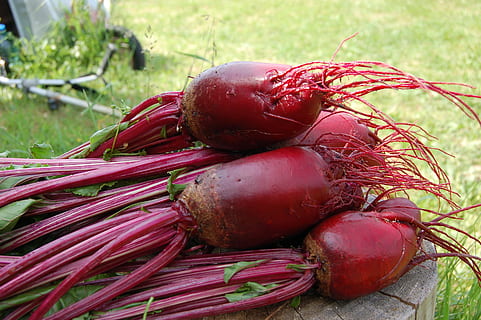 pila, vermell, fruites, remolatxa, planta, vegetals, del jardí, haulm, jardí de verdures, collita, menjar, frescor, naturalesa, orgànic, agricultura, menjar i beguda, benestar, alimentació saludable, cap gent, dia, primer pla, centrar-se en primer pla, natura morta, a l'aire lliure, arrel vegetal, aliments crus, remolatxa comuna, menjar vegetarià, 2K, CC0, domini públic, lliure de regalies