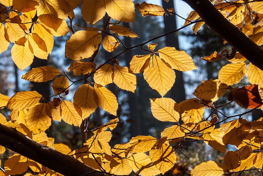 faig, arbre, tardor, fullatge, bilis, faig, arbre, tardor, fullatge, naturalesa, bosc, flora, plantes, full, groc, dia, cap gent, primer pla, canvi, part de la planta, planta, fulles, bellesa a la natura, branca, creixement, centrar-se en primer pla, llum solar, a l'aire lliure, vulnerabilitat, fragilitat, condició natural, col·lecció de tardor, Planta esvaïda, sec, 4K