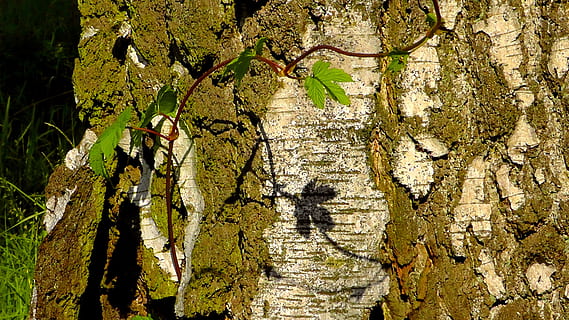 folha e sombra, leve, sombra, árvore, bétula, folha, sai, verde, tronco de árvore, tronco, plantar, crescimento, natureza, ninguém, dia, texturizado, quadro completo, luz solar, musgo, rude, latido, ao ar livre, fechar-se, cor verde, origens, beleza na natureza, hera, líquen, 2K, CC0, domínio público, royalty free