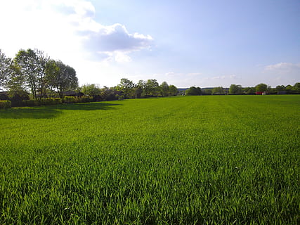 primăvară, arabil, natură, cer, lan, plantă, camp, peisaj, teren, copac, o scenă liniștită, liniște, mediu inconjurator, frumusețe în natură, scenice - natura, creştere, Culoarea verde, rural, agricultură, iarbă, nor - cer, a decupa, zi, nici o persoana, în aer liber, plantaţie, 4K, CC0, domeniu public, fără drepturi de autor