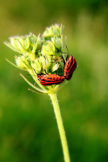 musta, Bugs, lähikuva, parittelu, graphosoma, lineatumkuoriaisten, rakkaus, pariutumisen, punainen, ötökät, hyönteinen, selkärangaton, eläimiä, eläinten villieläimet, vihreä väri, kasvi, kauneus luonnossa, eläinten teemoja, keskittyä etualalle, kukka, yksi eläin, eläin, ei ihmisiä, luonto, päivä, alttius, hauraus, kasvu, ulkona, eläinten siipi, 4K, CC0, public domain, rojaltivapaa