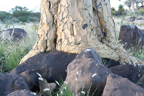 quiver tree, bark, træ, rod, klipper, namibia, Afrika, ørken, himmel, Keetmanshoop, dag, natur, plante, jord, klippe, rock-objekt, solid, ingen mennesker, Mark, udendørs, sollys, fokus på forgrunden, bagagerum, træstamme, ro, rock formation, tæt på, skønhed i naturen, miljø, 2K, CC0, offentligt domæne, royaltyfrie