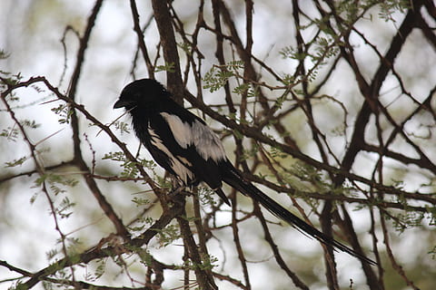 pássaro, arvores, haste, filiais, Preto, branco, natureza, bokeh, árvore, animais em estado selvagem, animal, animais selvagens, vertebrado, temas animais, ramo, plantar, um animal, empoleirar, foco seletivo, visão de baixo ângulo, ninguém, dia, ao ar livre, Passaro preto, crescimento, cor preta, 2K, CC0, domínio público, royalty free