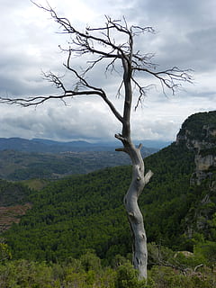 mrtvý strom, kufr, les, symbol, metafora, scenics - příroda, strom, rostlina, životní prostředí, krajina, hora, krása v přírodě, klid, mrak - nebe, klidné scény, nikdo, přistát, mimoměstské scény, nebe, Příroda, den, pohoří, pole, savec, idylický, mrtvá rostlina, 4K, CC0, veřejná doména, bez autorských práv