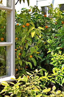 finestra, Aperto, albero, arance, emergere, vista, verde, sogno impossibile, desiderio, pianta, foglia, crescita, parte vegetale, colore verde, giorno, natura, cibo e bevande, nessuno, cibo, bellezza nella natura, freschezza, all'aperto, mangiare sano, frutta, luce del sole, avvicinamento, albero da frutta, 2K, CC0, dominio pubblico, privo di copyright
