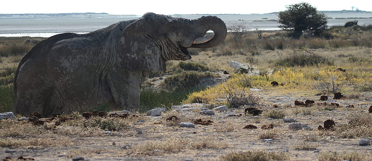 słoń w ciągu dnia, słoń, etosha, Namibia, zwierzę, ssak, tematy zwierzęce, zwierzęca przyroda, zwierzęta na wolności, grupa zwierząt, Natura, żadnych ludzi, kręgowiec, roślina, woda, zwierzęta domowe, wylądować, dzień, na dworze, safari, środowisko, niebo, roślinożerny, błoto, suchy klimat, 4K, CC0, domena publiczna, darmowe zdjęcia