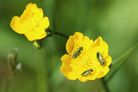 blühen, Käfer, Frühling, Insekt, Blume, Natur, Pflanze, schließen, wilde Blume, Wegeseite, wilde Blumen, blühende Pflanze, Gelb, Tierthemen, Tierwelt, Tier, wirbellos, Schönheit in der Natur, ein Tier, Zerbrechlichkeit, Tiere in freier Wildbahn, Blütenblatt, Frische, Verletzlichkeit, Blütenkopf, Nahansicht, Wachstum, Blütenstand, keine Leute, Pollen, draußen, Bestäubung, 4K, CC0, gemeinfrei, lizenzfrei