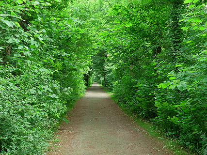 Bos, weg, pad, bomen, spoor, bospad, groen, lopen, promenade, de weg vooruit, natuur, groene kleur, boom, kalmte, fabriek, richting, groei, voetpad, schoonheid in de natuur, geen mensen, perspectief verminderen, gebladerte, dag, weelderig gebladerte, buitenshuis, rustige scène, land-, scenics - natuur, 4K, CC0, publiek domein, royaltyvrij