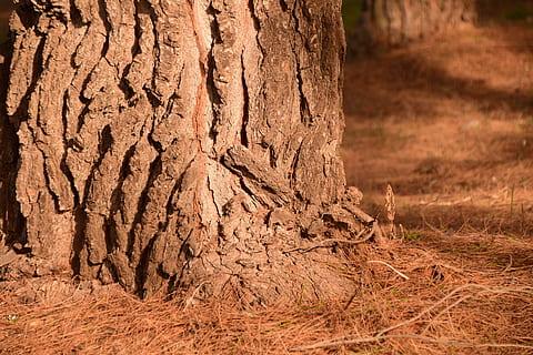 pine, log, forest floor, pine forest, forest, pine needles, autumn, structure, bark, close, strong, stable, reliable, sure, tree, nature, tree Trunk, outdoors, plant, trunk, land, no people, wood - material, brown, day, close-up, textured, field, focus on foreground, growth, sunlight, tranquility, 5K, CC0, public domain, royalty free