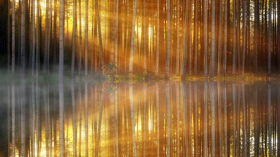luce del sole, passato, betulle, accanto, fiume, modello, sfondo, foresta, struttura, brillante, mirroring, riflessione, acqua, lago, bagliore, nebbia, nebbioso, foschia, mattina, alberi, luce, raggi, raggio di luce, raggio di sole, la tranquillità, scenics - natura, albero, nessuno, natura, terra, scena tranquilla, sfondi, cielo, bellezza nella natura, idilliaco, tramonto, colore arancione, all'aperto, 5K, CC0, dominio pubblico, privo di copyright