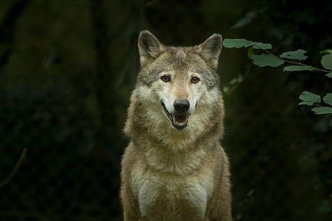 branco, cinzento, Lobo, dia, cativeiro, animal, carnívoro, animais selvagens, mamífero, Lobo cinza, natureza, cão, canino, animais em estado selvagem, um animal, temas animais, retrato, olhando para a câmera, vertebrado, ninguém, focar em primeiro plano, vista frontal, parte do corpo animal, fechar-se, floresta, ao ar livre, cabeça de animal, 1080P, CC0, domínio público, royalty free