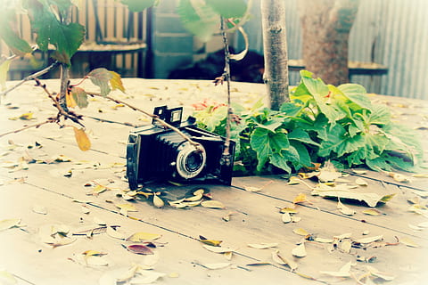 Camera, Leaves, Table, Old, Olden, Day, olden day, old fashioned, open lens, lens, music, no people, technology, indoors, close-up, camera - photographic equipment, photography themes, plant part, leaf, plant, arts culture and entertainment, photographic equipment, retro styled, nature, obsolete, still life, nostalgia, equipment, antique, digital camera, 2K, CC0, public domain, royalty free