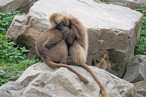 primate, dscheladas, pereche, rece, cald, arhiepiscop, animale sălbatice, animale în sălbăticie, solid, stâncă, obiect de rocă, mamifer, animale vertebrate, ședință, un animal, nici o persoana, maimuţă, natură, zi, lungime totală, grădină zoologică, în aer liber, babuin, familie de animale, 4K, CC0, domeniu public, fără drepturi de autor