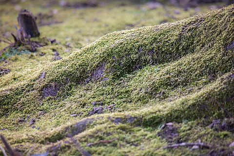 Moos, Baumwurzel, Wurzel, Baum, Grün, Wald, Natur, bewachsen, Root-Netzwerk, keine Leute, Gras, Ruhe, Tag, Pflanze, selektiver Fokus, Wachstum, grüne Farbe, Land, Nahansicht, Feld, Schönheit in der Natur, draußen, solide, Rock, Sonnenlicht, Kofferraum, Borke, Flechte, 5K, CC0, gemeinfrei, lizenzfrei