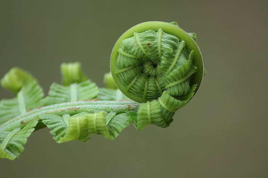 grüne Blattpflanze, grünes Blatt, Pflanze, Farn, Blatt, rollen, Natur, natürlich, botanisch, organisch, Botanik, Kraut, Landwirtschaft, draußen, Umgebung, Gartenbau, Vegetation, Laub, Grün, Nahansicht, grüne Farbe, Makro, Wachstum, Spiral-, Pflanzenteil, Studioaufnahme, farbiger Hintergrund, keine Leute, drinnen, Lebensmittel, Fokus auf den Vordergrund, Schönheit in der Natur, Frische, Essen und Trinken, Gemüse, 1080P