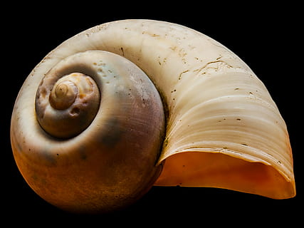 Brun, havskal, sort, overflade, skal, snegl shell, snegl, dyr, dyreskal, natur, spiralformet, sort baggrund, makro, studio skud, mad, mad og drikke, friskhed, sund kost, tæt på, velvære, indendørs, ingen mennesker, grøntsag, stilleben, frugt, to objekter, enkelt objekt, rå fødevarer, skåret ud, banan, organisk, gruppe af objekter, snack, 4K, CC0, offentligt domæne, royaltyfrie
