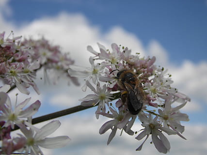 Bee, Clouds, sky, cloudy sky, white cloud, flower, nature, white, tree, fragility, blossom, no people, flowering plant, plant, vulnerability, freshness, beauty in nature, growth, close-up, petal, springtime, flower head, invertebrate, insect, day, animal themes, animals in the wild, outdoors, pollination, cherry blossom, pollen, cherry tree, 4K, CC0, public domain, royalty free