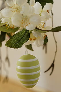 easter greeting, easter branch, branch, easter, happy easter, easter egg, decoration, easter theme, easter bouquet, spring, customs, deco, painted egg, egg, plant, flower, fragility, flowering plant, freshness, vulnerability, close-up, beauty in nature, growth, focus on foreground, nature, white color, no people, flower head, inflorescence, tree, petal, indoors, green color, vase, cherry blossom, 5K, CC0, public domain, royalty free