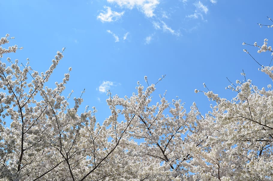 bianca, albero, blu, cielo, verme dagli occhi, vista, ciliegia, fiorire, petalo, fiori, cielo blu, primavera, fiore, fioritura, natura, ramo, stagione, pianta, all'aperto, testa di fiore, giorno, bellezza nella natura, fiore di ciliegio, cielo sereno, Inquadratura dal basso, crescita, pianta fiorita, nessuno, freschezza, fragilità, la tranquillità, Colore bianco, nuvola - cielo, ciliegio, 4K