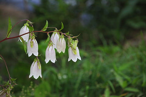 flors de campana blanques, naturalesa, plantes, flors, full, a l'aire lliure, campanula punctata, flors silvestres, estiu, planta, flor, primer pla, bellesa a la natura, planta amb flors, creixement, cap gent, centrar-se en primer pla, pètal, penjant, fragilitat, frescor, part de la planta, vulnerabilitat, Color blanc, cap de flor, inflorescència, dia, primavera, 5K, CC0, domini públic, lliure de regalies