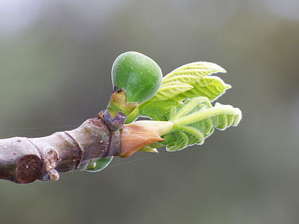 pohon ara, pecahnya, tumbuh, musim semi, ara, daun lembut, tender bud, alam, merapatkan, menanam, cabang, pohon, daun, makro, pertumbuhan, warna hijau, kesegaran, di luar rumah, musim, fokus pada latar depan, bagian tanaman, awal, makanan dan minuman, makanan, hari, tidak ada orang, makan sehat, keindahan di alam, kehidupan baru, kerapuhan, 2K, CC0, domain publik, bebas royalti