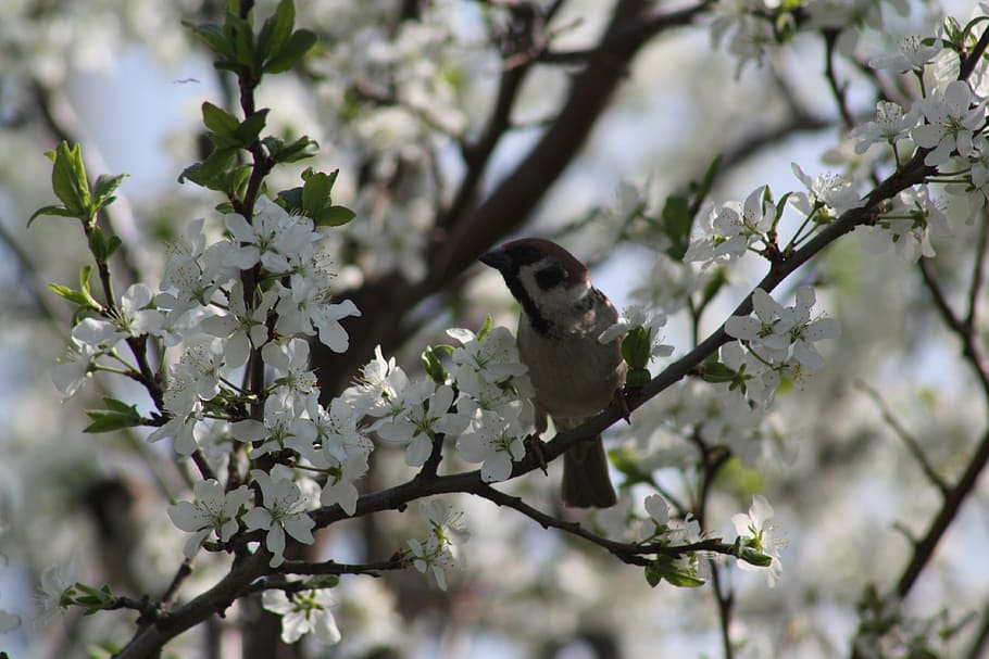 primavera, blanc, florir, naturalesa, pomera, primavera, blanc, fulles, natur, naturalesa viva, poble, arbres, paisatge, casa d'aus, pardal, ocell, ocells, branca, arbre, a l'aire lliure, animal, flor, temporada, bellesa a la natura, hivern, imatge en color, un animal, fauna animal, cap gent, temes d'animals, planta, vertebrats, animals a la natura, posat, creixement, centrar-se en primer pla, planta amb flors, dia, vista d’angle baix, flor de cirerer, 4K