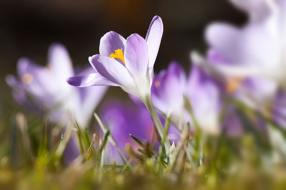 flor de pedra púrpura, primavera, safrà, schwertlilie gewaechs, safrà de primavera, flor, florir, flora, naturalesa, violeta, porpra, flors, lenz, frühlingsanfang, el començament de la primavera, despertar de primavera, macro, crocus candidus, espècies silvestres, krokus híbrid, planta amb flors, planta, frescor, bellesa a la natura, primer pla, iris, fragilitat, vulnerabilitat, enfocament selectiu, creixement, pètal, cap de flor, cap gent, inflorescència, prat, a l'aire lliure, llit de flors, suavitat, 4K