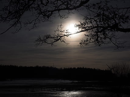 silhouette, alberi, lago, Luna, chiaro di luna, Luna piena, spettrale, buio, notte, fiaba, sole, disco solare, albero, ramo, acqua, mirroring, prati camminatori, Essingen, laghi di stagno, tauchenweiler, camice svevo, stagno, acque, Lauterbourg, Bartholomä, lago di palude, huelbe, natura, tramonto, paesaggio, cielo, scena tranquilla, la tranquillità, bellezza nella natura, scenics - natura, pianta, nessuno, nuvola - cielo, scena non urbana, idilliaco, albero nudo, all'aperto, 4K, CC0, dominio pubblico, privo di copyright