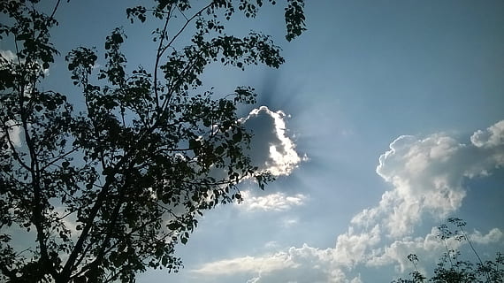 sol, amagar-se, núvol, cel, posta de sol, cel del capvespre, arbre, planta, vista d’angle baix, núvol - cel, bellesa a la natura, naturalesa, tranquil·litat, cap gent, branca, creixement, dia, escenics - natura, a l'aire lliure, llum solar, escena tranquil·la, idíl·lic, blau, Color blanc, 2K, CC0, domini públic, lliure de regalies