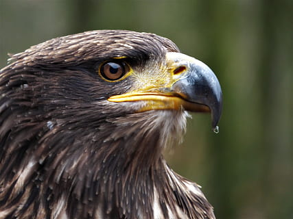 grå, Örn, stänga, Foto, steppe örn, Örn öga, fågel, huvud, adler, öga, raptor, rovfågel, porträtt, Zoo, näbb, djur i det vilda, djurteman, ett djur, djur-, djurliv, ryggradsdjur, fokusera på förgrunden, närbild, djur kroppsdel, ser, titta bort, dag, inget folk, örn - fågel, djurhuvud, natur, utomhus, djuröga, profilvy, 4K, CC0, offentligt domän, royaltyfria